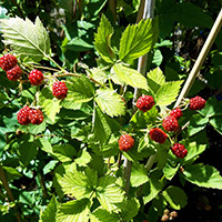 Obstgehölze und Beerensträucher